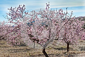 Field of Almond Trees