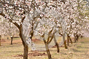 Field of almond trees in bloom in February photo