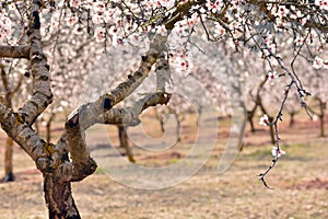 Field of almond trees in bloom in February photo