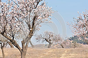 Field of almond trees in bloom in February photo