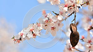 Almendras un árbol lleno de flores en el invierno 