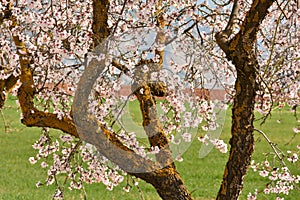 Field of almond trees in bloom in February photo
