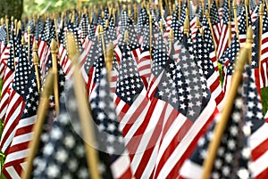 Field Of American Flags 02608