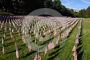 Field of American Flags during US Independence Day