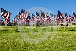 Field of American flags