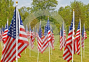 field of American flags waving in wind on Memorial Day weekend in Spring