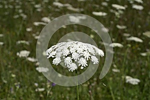 Field of Ammi majus. Bullwort, Queen Anne lace, laceflower moved by wind photo