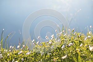 Field floral. Wild northern anemones flowers blooming in spring or summer season in Yakutia, Siberia