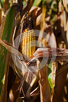 Field of animal feed corn with yellow cob
