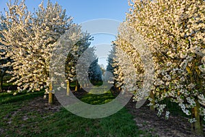 Field of apple fruit trees during sunrise in full bloom with blossom in the meadows near Maastricht