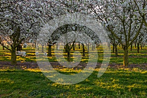 Field of apple fruit trees during sunrise in full bloom with blossom in the meadows near Maastricht