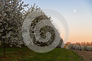 Field of apple fruit trees during sunrise in full bloom with blossom in the meadows near Maastricht