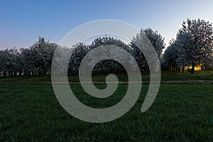 Field of apple fruit trees during sunrise in full bloom with blossom in the meadows near Maastricht