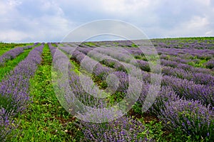 A field of aromatic herbs. Lavender flowers