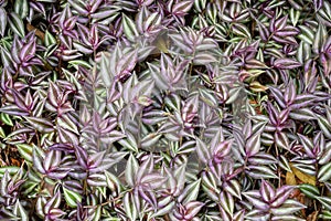 A field of arrow shaped purple green leaf plants plantation Wandering Jew Tradescantia zebrina