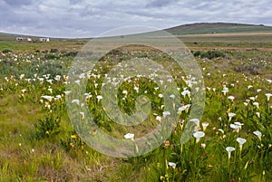 Field of arum lilies photo