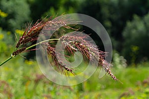 In the field, as weeds among the agricultural crops grow Echinochloa crus-galli photo