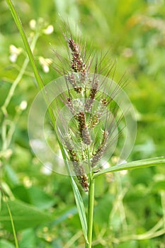 In the field, as weeds grow Echinochloa crus-galli