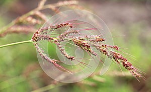 In the field, as weeds grow Echinochloa crus-galli photo