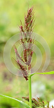 In the field, as weeds grow Echinochloa crus-galli photo