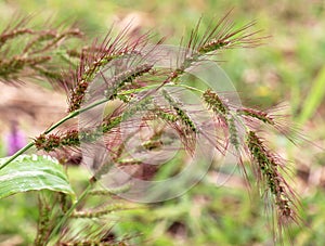 In the field, as weeds grow Echinochloa crus-galli