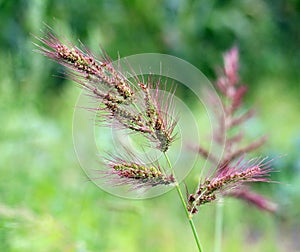 In the field, as weeds grow Echinochloa crus-galli