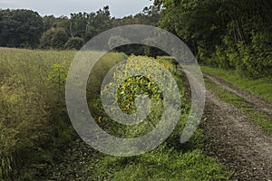 Field with aspergusplants and sunflowers near forest