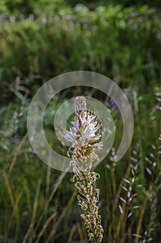 Field of Asphodelus albus, asphodel.