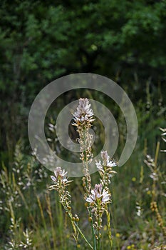 Field of Asphodelus albus, asphodel.