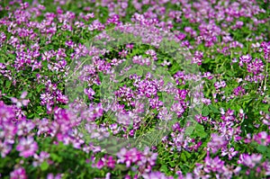 Field of astragalus