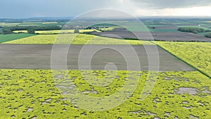 Field attacked vole common Microtus arvalis oilseed disaster extremely rape Brassica napus drone aerial plant infested photo