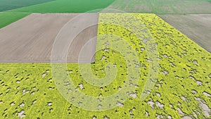 Field attacked vole common Microtus arvalis oilseed disaster extremely rape Brassica napus drone aerial plant infested photo