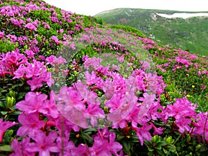 Field of Autumn Angel Encore Azalea blooming on the green slopes