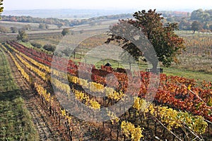 Field in autumn colors