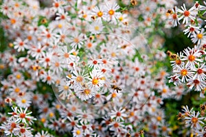 Field of autumn flowers, the Aster ericoides with honey bees