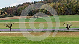 Field in autumn with a stripe of purple flowers