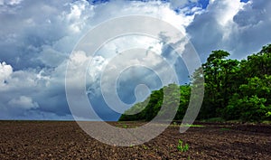 Field on a background of storm clouds .