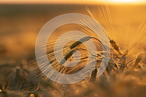 Field with backlighted barley at sunset