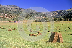 Field of baled hay, Telluride, CO