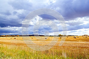 Field with bales and autumn trees in the horizon with cloudy sky