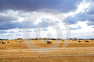 Field with bales and autumn trees in the horizon with cloudy sky