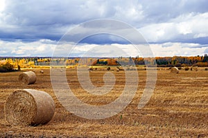 Field with bales and autumn trees in the horizon with cloudy sky