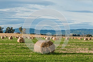 A field with bales of hay in a grunge.