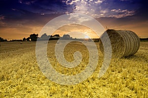Field with Bales of Straw photo