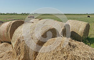 Field with bales of straw. Rural scene.