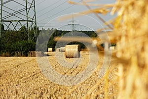 Field of bales of wheat