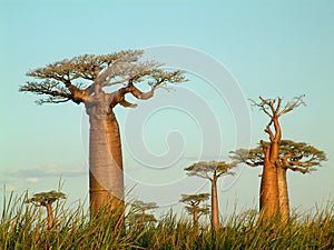 Field of baobabs