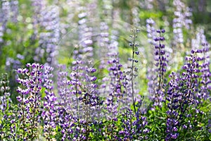 Field of Baptisia blooming in the Bay Area, California