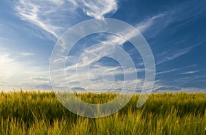 Field of barley