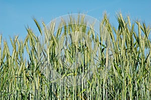 A field of barley.